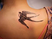 Тату ласточка на спине