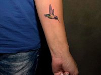 Тату колибри на предплечье