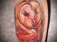 Тату сипуха