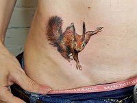 Тату белочка на животе
