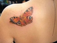 тату бабочка шоколадница реализм