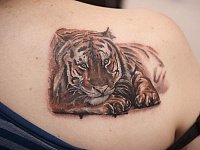 Тату тигра на лопатке