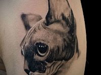 Тату сфинкс на плече