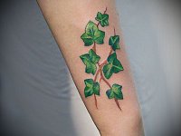 Тату плющ на руке