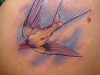 Тату ласточка на лопатке