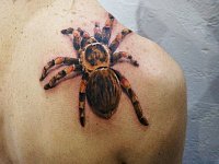 Тату тарантул на лопатке