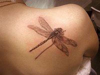 тату стрекоза на спине