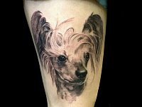 Тату китайская хохлатая собака