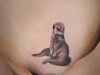 Тату сурикат